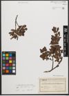 Foto von Salix waldsteiniana Willd.